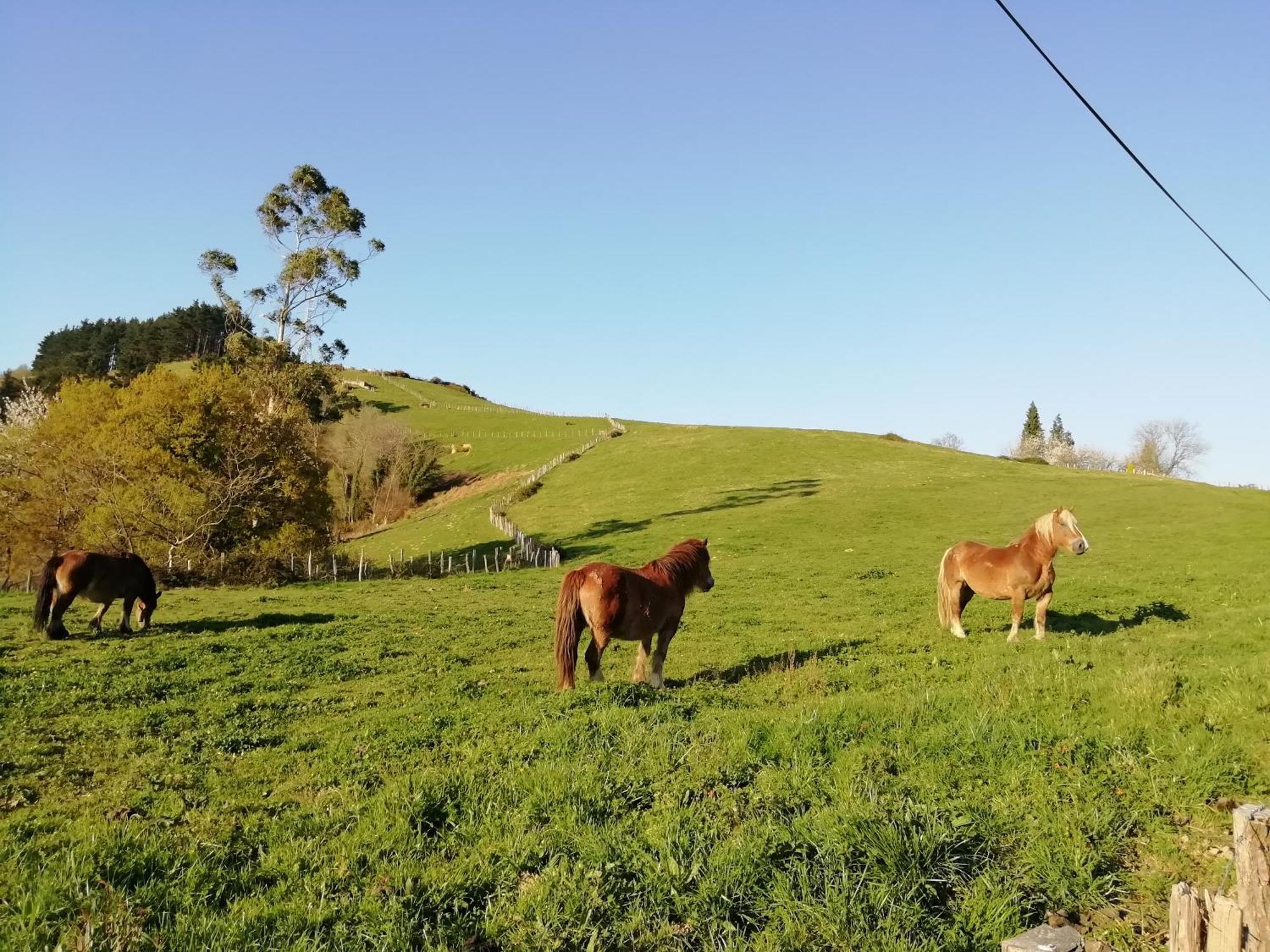 Agroturismo Pagoederraga Orio Exteriör bild