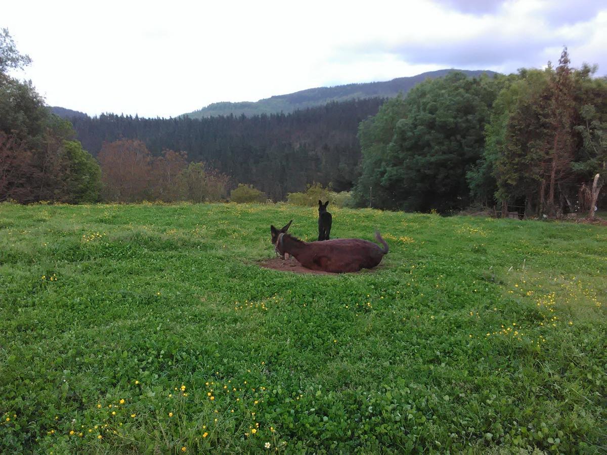 Agroturismo Pagoederraga Orio Exteriör bild