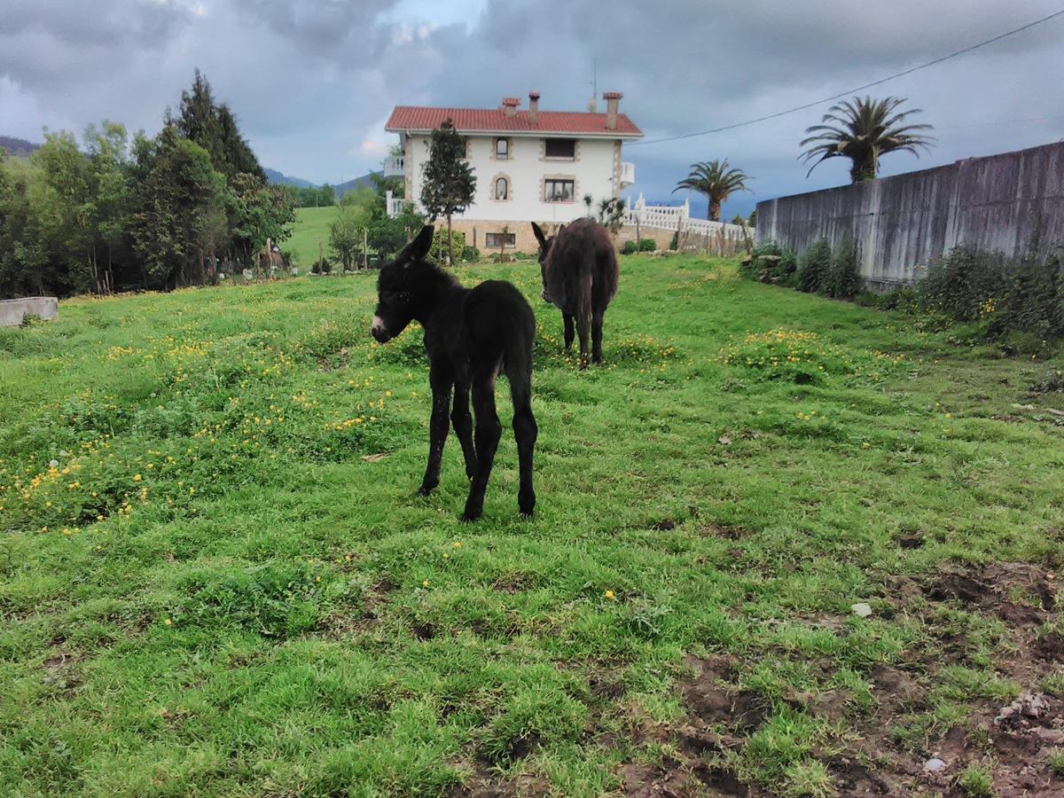 Agroturismo Pagoederraga Orio Exteriör bild