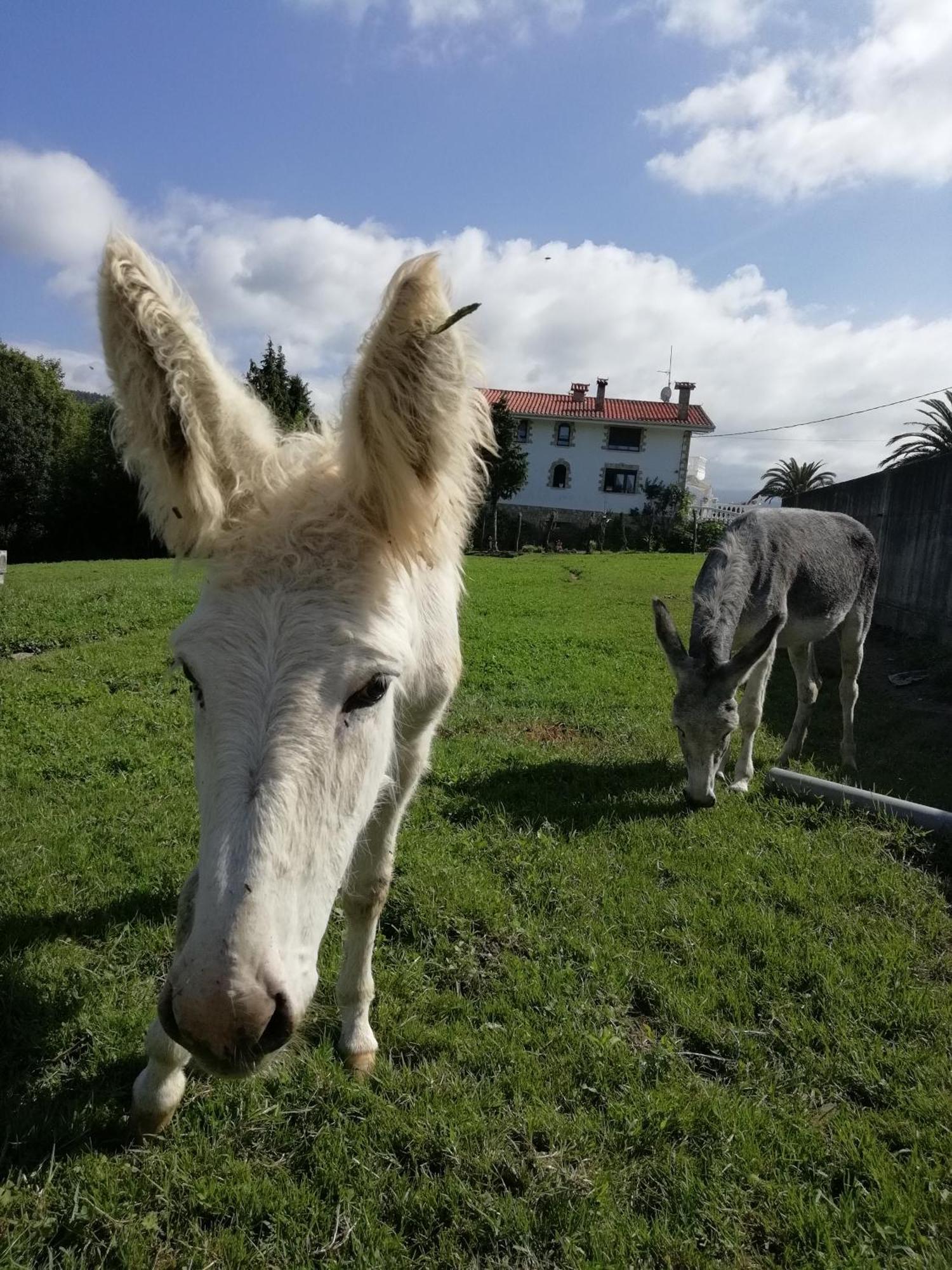 Agroturismo Pagoederraga Orio Exteriör bild