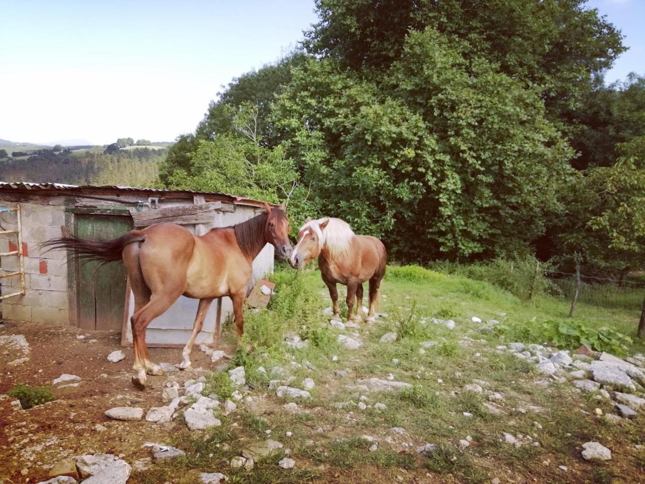 Agroturismo Pagoederraga Orio Exteriör bild
