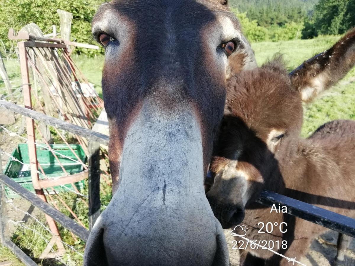 Agroturismo Pagoederraga Orio Exteriör bild